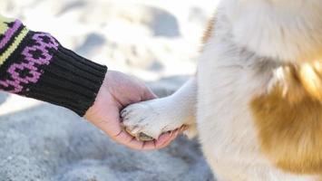 ung glad kvinnlig promenad med söt corgi hund på höstens soliga strand foto