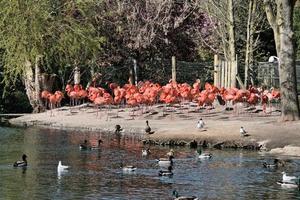 utsikt över en flamingo foto