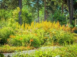 landskapsdesign, vacker park med blommor och barrträd, kotka, park isopuisto, finland. foto