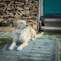 vacker söt stor hundblandning på en kedja, vaktar hus och gård, bor i monter foto