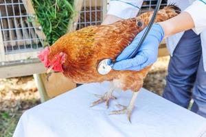 veterinär med stetoskop som håller och undersöker kyckling på ranchbakgrund. höna i veterinärhänder för kontroll på naturlig ekogård. djurvård och ekologiskt jordbruk koncept. foto