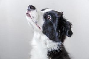 rolig studio porträtt av söt leende hundvalp border collie på vit bakgrund foto