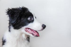 rolig studio porträtt av söta leende hundvalp border collie isolerad på vit bakgrund. ny härlig familjemedlem liten hund som tittar och väntar på belöning. husdjursvård och djurkoncept. foto