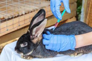 veterinär kvinna med spruta hålla och injicera kanin på ranch bakgrund närbild. kanin i veterinärens händer för vaccination i naturlig ekogård. djurvård och ekologiskt jordbruk koncept. foto