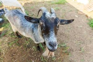 söt get avkopplande i ranch gård i sommardag. tama getter som betar i bete och tuggar, landsbygden bakgrund. get i naturlig ekogård som odlar för att ge mjölk och ost. foto