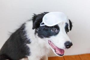 stör mig inte, låt mig sova. roliga söta leende hundvalp border collie med sovande ögonmask hemma inomhus bakgrund. vila, god natt, siesta, sömnlöshet, avkoppling, trött, resekoncept. foto