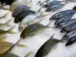 färska råa fiskar visas på is, djuren fångades och såldes i basaren. kyld bakgrund, bra matmaterial. foto