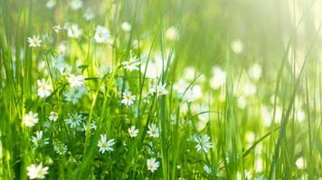 äng med ängsgräs och fina vita små blommor i solljuset en sommardag.