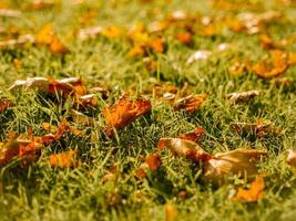höstbakgrund i oktober och november av gyllene löv i parken på gräset foto