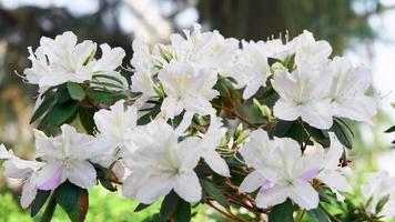blommor blommar azaleor, vita rhododendronknoppar på grön bakgrund foto