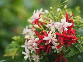 rangoon ranka, kinesisk honungsdi, drunen sjöman, combretum indicum defilipps namn röd rosa och vit blomma som blommar i trädgården på suddig naturbakgrund foto