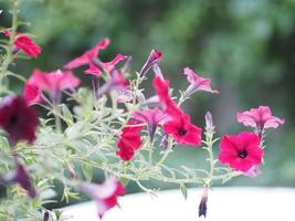 våg mörkrosa kaskadfärg, efternamn solanaceae, vetenskapligt namn petunia hybrid vilm, stora kronblad enkellager grandiflora singlar blomma som blommar i trädgården på suddig naturbakgrund foto