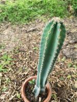 cereus peruvianus, sago slott kaktus träd grön stam har vassa spikar runt blommande i terrakotta porslin kruka foto