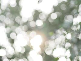 abstrakt naturlig bokeh solljus bakgrund träd arkivfoto foto