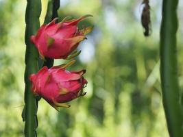 vitkött pitahaya, thailändsk drakefrukt i rostfri skål, hylocereus, kaktaceae, färska rosa skalgröna kronblad söt, sur eller söt pitaya, selenicereus undatus blommar i trädgårdsnaturbakgrund foto