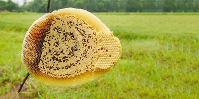 färsk naturlig honungskaka på torra grenar. foto