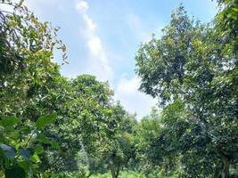 grönska natur trädgård ekologiskt landskap med gård, blommor, sol, vattenfall, trädgårdsarbete av jorden dag sommar bakgrundsfotografering naturliga bilder foto