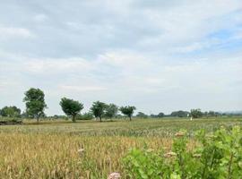 grönska natur trädgård ekologiskt landskap med gård, blommor, sol, vattenfall, trädgårdsarbete av jorden dag sommar bakgrundsfotografering naturliga bilder foto