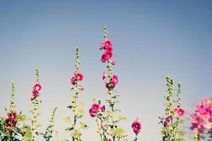 hög vinkelvy av rosa blommor i trädgården och blå himmel, naturlig vårbakgrund. foto