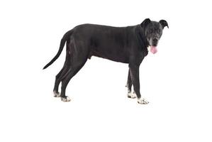 svart danois hund foto