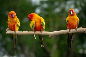 sun conure papegoja som sitter på grenen i thailand. foto