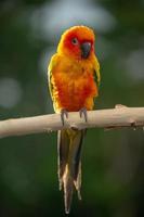 sun conure papegoja som sitter på grenen i thailand. foto