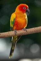 sun conure papegoja som sitter på grenen i thailand. foto