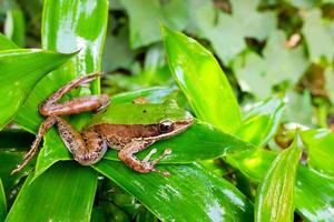 rödögd amazon lövgroda på stort palmblad, rödögd amazon trädgroda rödögd amazon trädgroda, agalychnis callidryas. foto