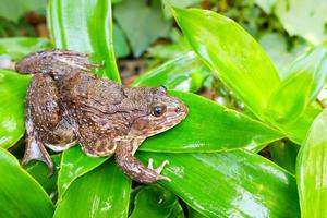 rödögd amazon lövgroda på stort palmblad, rödögd amazon trädgroda rödögd amazon trädgroda, agalychnis callidryas. foto