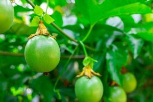 en grön gulupa på trädet. gulupa ekologisk frukt i den traditionella gården. foto