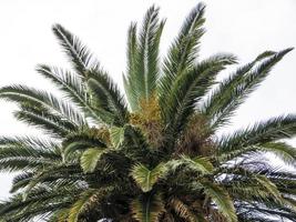 toppen av en palm, vit naturlig bakgrund foto