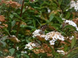 fjäril över små vita blommor foto