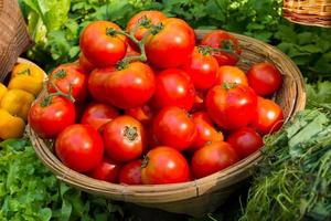 tomater i korgen foto