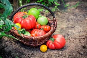 olika tomater på marken foto
