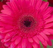 barberton daisy i bangladesh foto