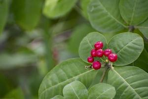 vild blomma i bangladesh. foto