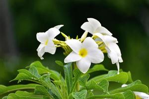 vacker blomma i bangladesh. foto