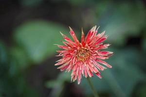 kaktusdahlia i bangladesh. foto