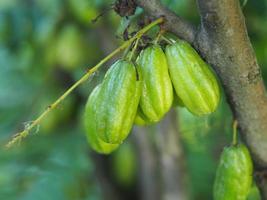 averrhoa bilimbi, oxalidaceae, gurkträd grön frukt konkav grund 4 pool gulaktig grön. kött är en bukett av syrliga, platta frön i plastpåse trädgårdsarbete på suddig naturbakgrund foto