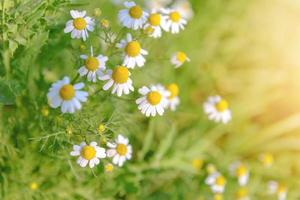 många vita tusensköna blommor på grön äng foto