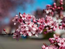 vackra körsbärsblommor som blommar med rosa blommor foto