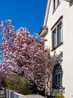 vackra körsbärsblommor som blommar med rosa blommor foto