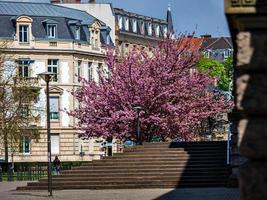 vackra körsbärsblommor som blommar med rosa blommor foto