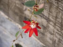 passiflora miniata, röd passiflora miniata foto