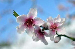 blommande persikaträd. foto