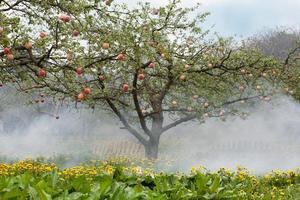 persikor på ett träd foto