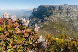 bord bergslandskap med blommor i udde stad, Sydafrika foto
