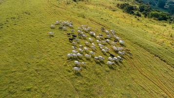 Flygfoto över besättningen nelore boskap på gröna betesmarker i Brasilien foto