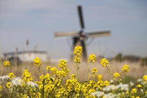 gammal väderkvarn, kinderdijk i nederländerna foto