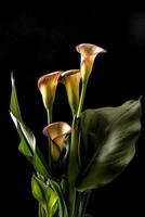 zantedeschia aethiopica, calla lily